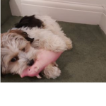 Gizmo_Biewer