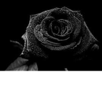 [Black Rose family]