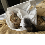 kiki's cats