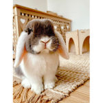 LiL bunnies group