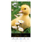 Big mama duck with her chicks