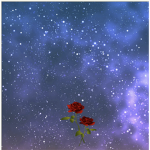 Shooting star Rose