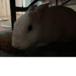 Bunny coin currency