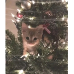 Kitten fans group!:3