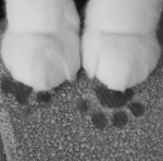 fluffycwpcake