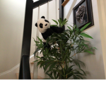 PandaGamingYT5123
