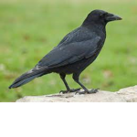 crow hate club!!