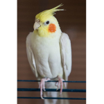 Cockatiel..Squad