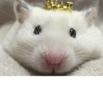 *tara’s rats*