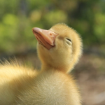 #Quack!