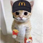 the drippy cats!