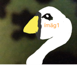 swans united