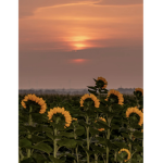 sunflowersmoon..https