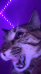 ! pawsy
