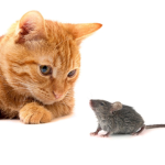 Kitty and rats united