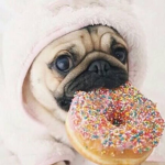 Pug republic