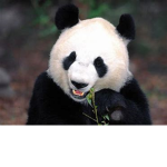The official panda plays group!!!!!!!!!