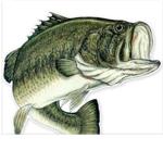 FISHY GANG IS HERE