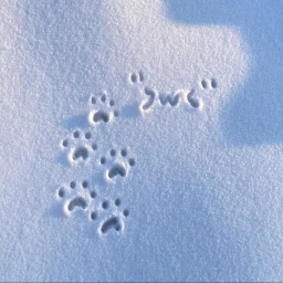❤︎