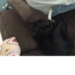 Rosie The Dog Fan Group