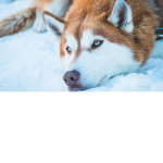 Dog nation :D
