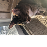 The funny cute cats