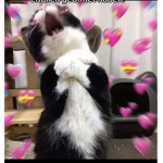 MoOnLiGhT‘s YT Gruppe