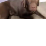 black dog Dev