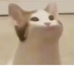 Sussy cat yt