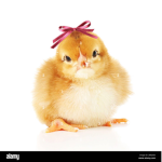 fans del pollo
