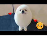 egg dogs and YYT