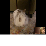 Fuzzy bunny village