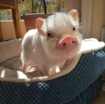 ~ The Piggy Squad ~