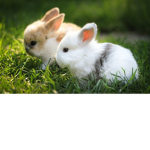 rabbit squad !!