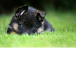 RockyDogHeven