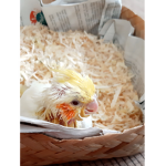 Planet Bird
