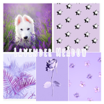 ＬａｖｅｎｄｅｒＭｅａｄｏｗ