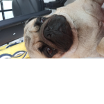 Grupo do cachorro fofinho