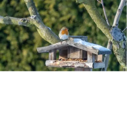 Bird Game Tower