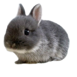 Gerbil and Bunny