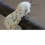 Moth Squad!