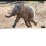 Tiny Baby Elephants