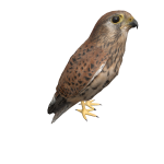 Common Kestrel on head