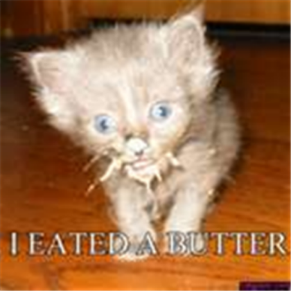 Funny cat Roblox decal
