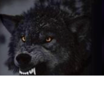 TheBlack wolf