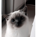 Hello Katss
