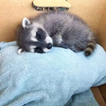 PET LOVE ;)