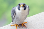 Peregrine Phoenix
