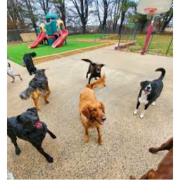 🐕‍🦺dog park!🦮