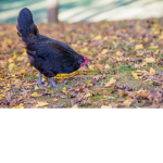 Chicken peoples<3